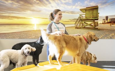Dogtopia Shows Commitment to Veterans Through Dogtopia Foundation Support of Purdue University Study