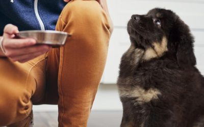 Fetch! Pet Care Seeks National Expansion Through Franchising