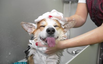 Furry Land CEO on the Importance of having a Mobile Pet Grooming Service in every Community