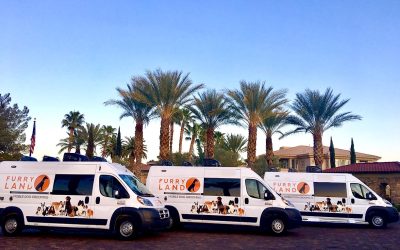 Furry Land Mobile Pet Grooming, offers compelling reasons as the premier choice over traditional pet grooming services. 