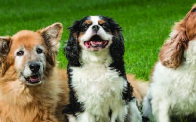 The Power of Pups: How Woofie’s Keeps a Paw Up on the Competition