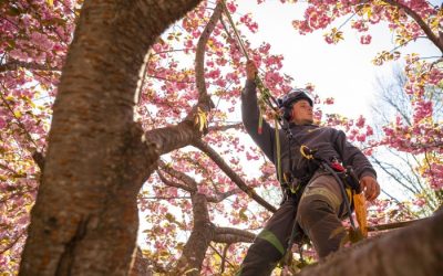 How Joshua Tree Experts Offers Attractive Investment Opportunity for Veterans