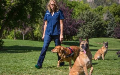 Dog Training Elite is Empowering Veterans with PTSD Through Service Dogs and Offering a Compelling Franchise Opportunity