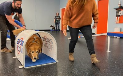 A Dream of Dogs, A Legacy of Hard Work: Shemeck’s Immigrant Journey to Zoom Room
