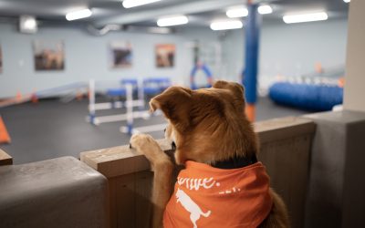 Training Your Employees to Work with AI Like it’s a New Puppy.