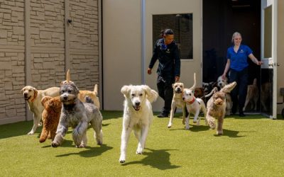 K9 Resorts to Debut in the Big Apple; Expands NY Presence with Seasoned Hospitality Group