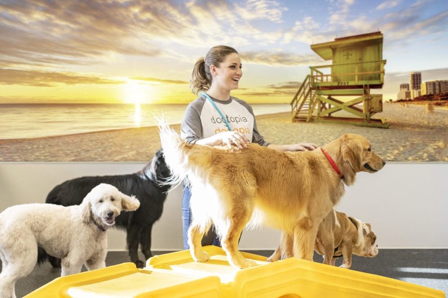 Dogtopia Shows Commitment to Veterans Through Dogtopia Foundation Support of Purdue University Study