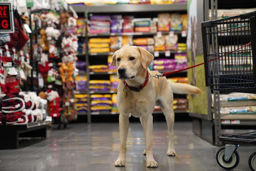 Pet Supplies Plus Acquires Wag N’ Wash Natural Pet Food & Grooming