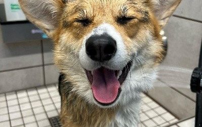 Wag N’ Wash Launches Mobile App to Deliver a More Seamless, Connected Pet Care Experience